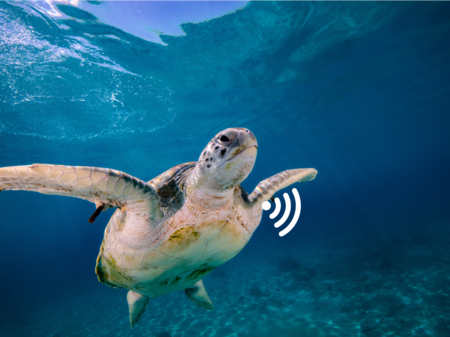 Meeresschildkröte mit Signal, welches beispielsweise das Befinden oder andere Informationen sendet.