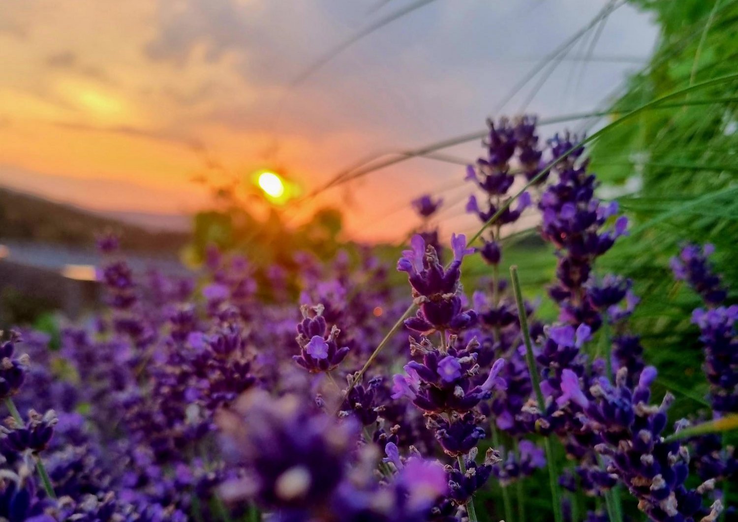sunset, violet flowers in the foreground