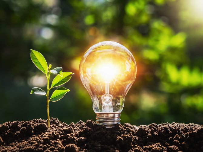 Glühbirne, Baum mit Sonnenlicht auf dem Boden; Energiesparkonzept