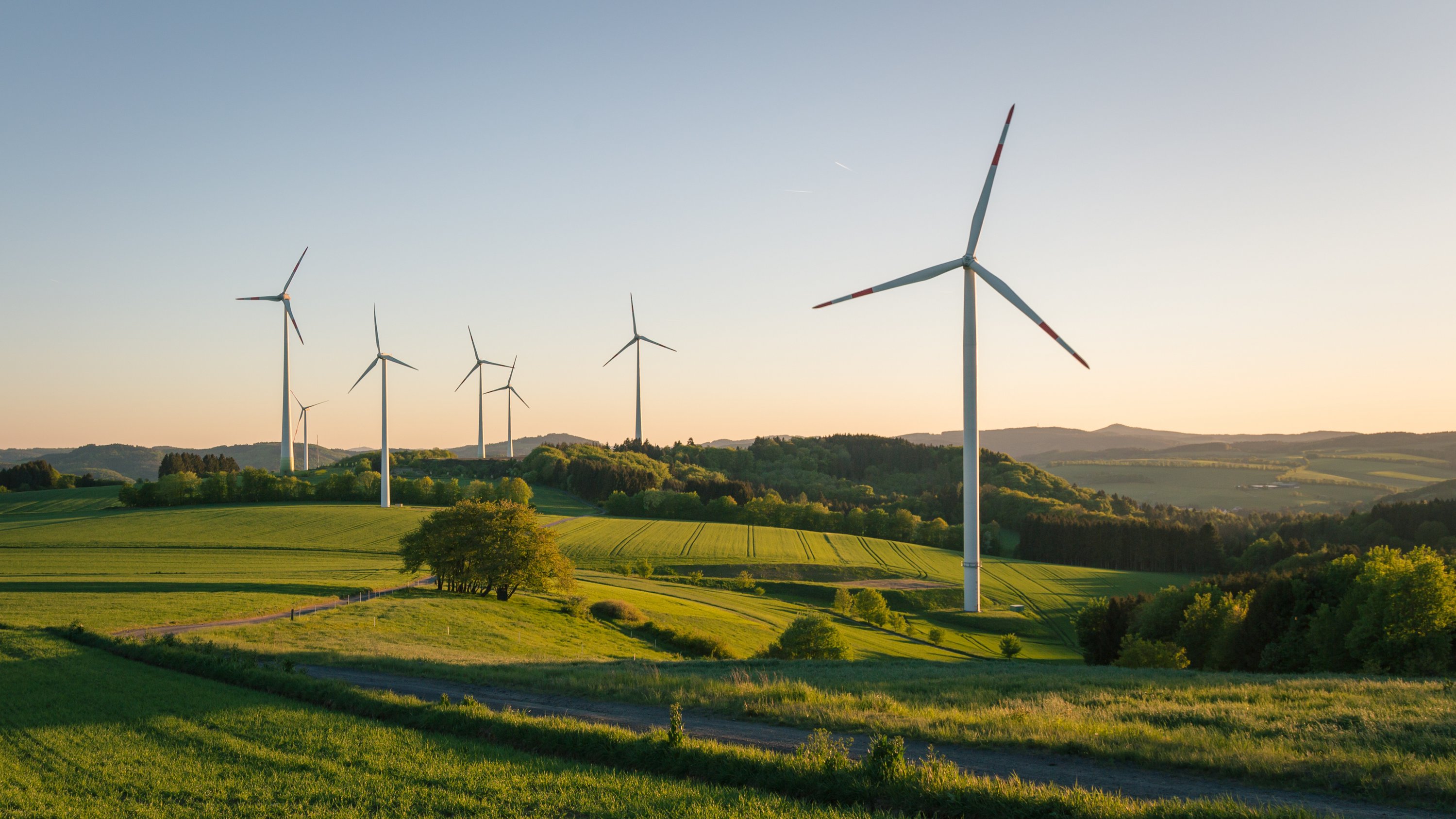 Grüne Wiese mit Büschen, zahlreiche Windräder zu sehen