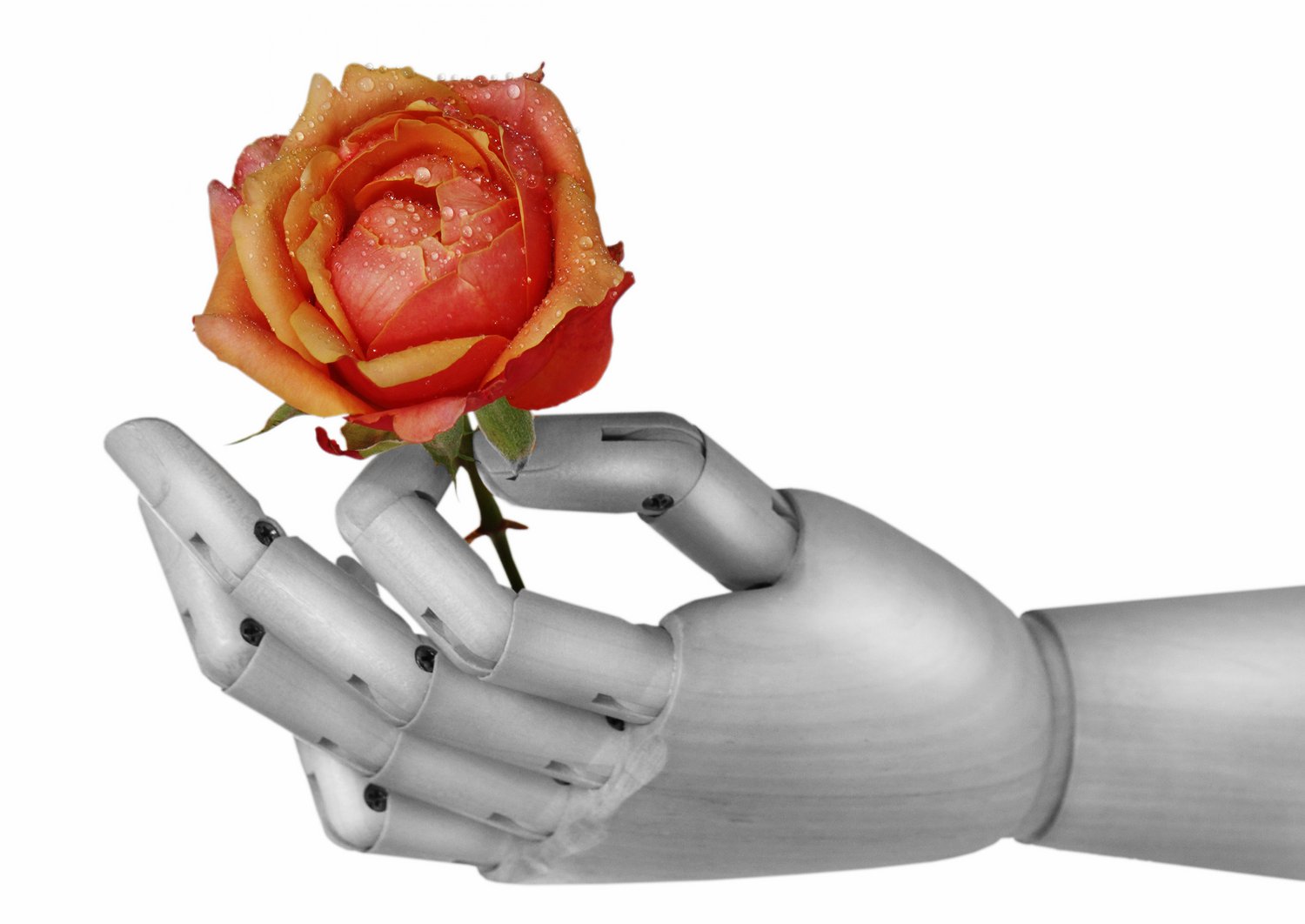 Roboterhand hält rote Rose